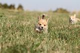 CORGI PEMBROKE 118